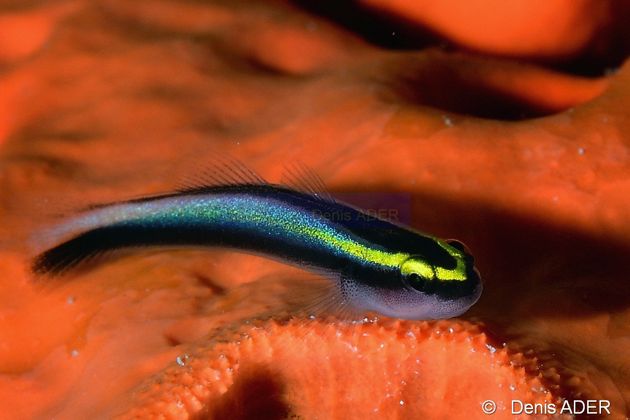 Elacatinus Gobiosoma-evelynae gobie a museau de requin-Bonaire Sampler-11m-20180219-Denis-ADER-C_6676-1_tn.jpg